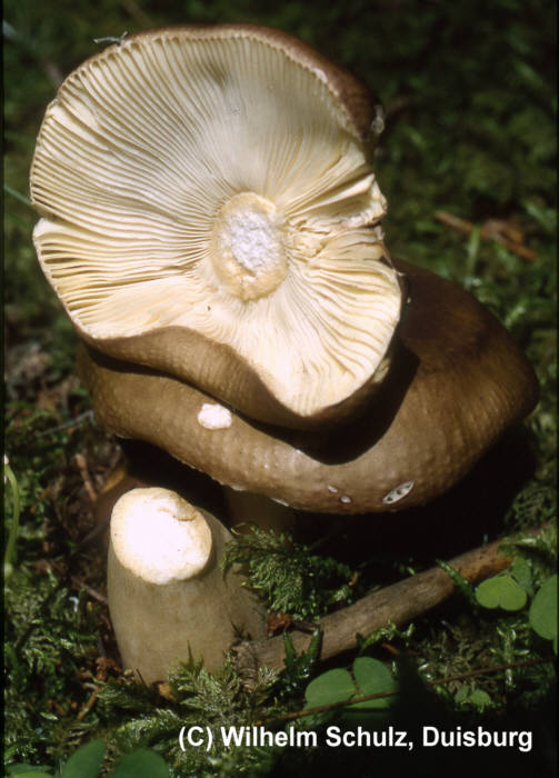 Russula integra (2)_WS.jpg