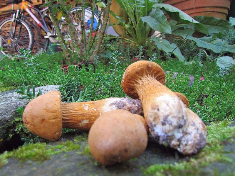 Phaeolepiota aurea-m.jpg
