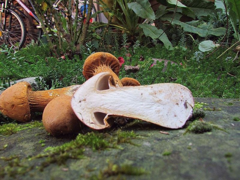 Phaeolepiota aurea a-m.jpg