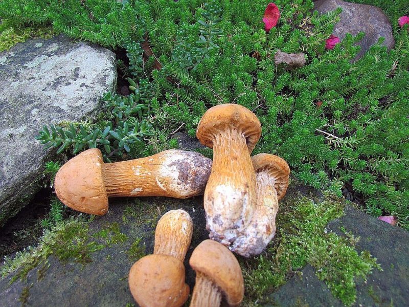 Phaeolepiota aurea b-m.jpg