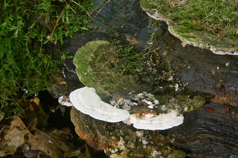Forum-2011.09.25 Buckel-Tramete (Neufruktifikation).jpg