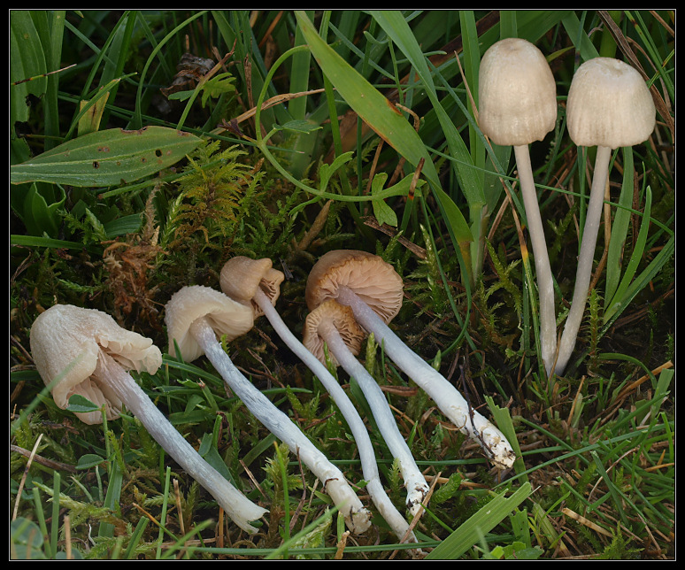 Leptonia Kollektion I von der Königsbrunner Heide (24.9.2011)