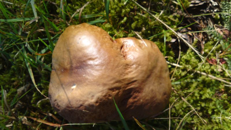 Pilze Ende Sept 001.jpg