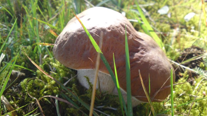 Pilze Ende Sept 002.jpg