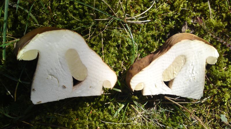 Pilze Ende Sept 003.jpg