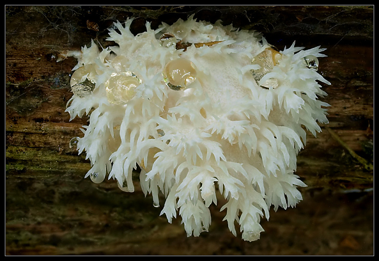 Tannen-Stachelbart (Hericium flagellum)