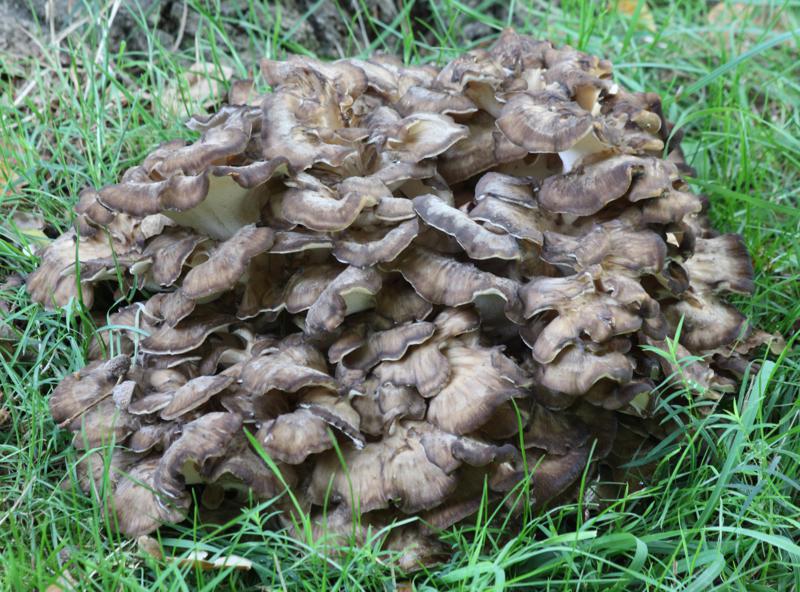 Pilz, 26.09.11_800x592.jpg