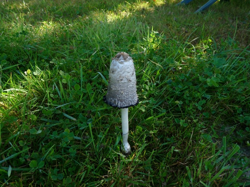 P1030749 Tintling 800 red.JPG