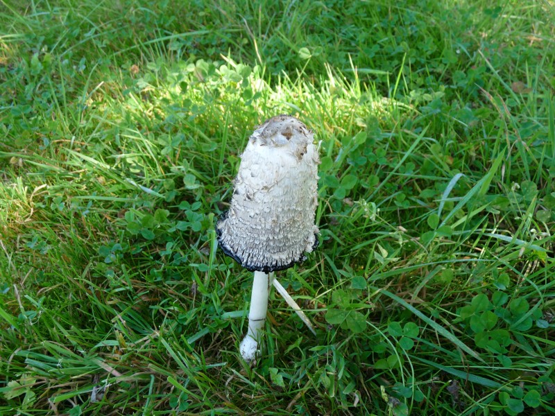 P1030751Tintling mit Stütze 800red.JPG