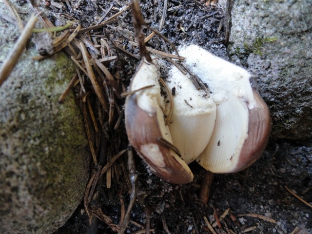 DSC02646 (640x480).jpg