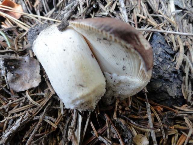 DSC02647 (640x480).jpg