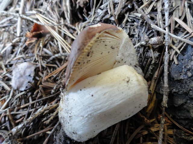 DSC02649 (640x480).jpg