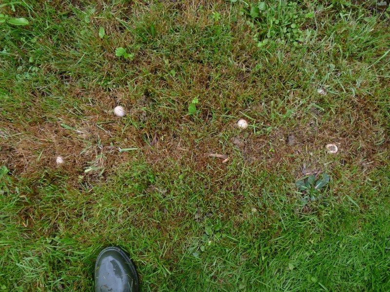 P1030798 scal 800 red .JPG