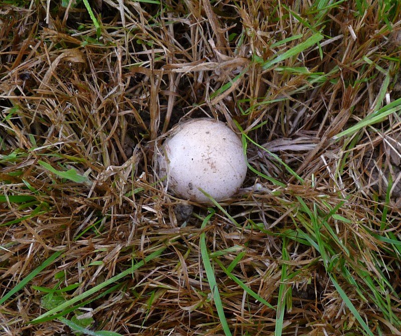 P1030800 scal 800 red .JPG