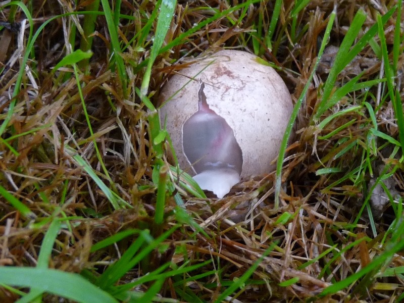 P1030818 scal 800 red .JPG