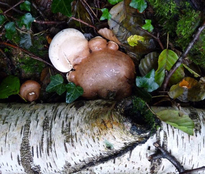 P1030757 gedreht scal 800 red.JPG