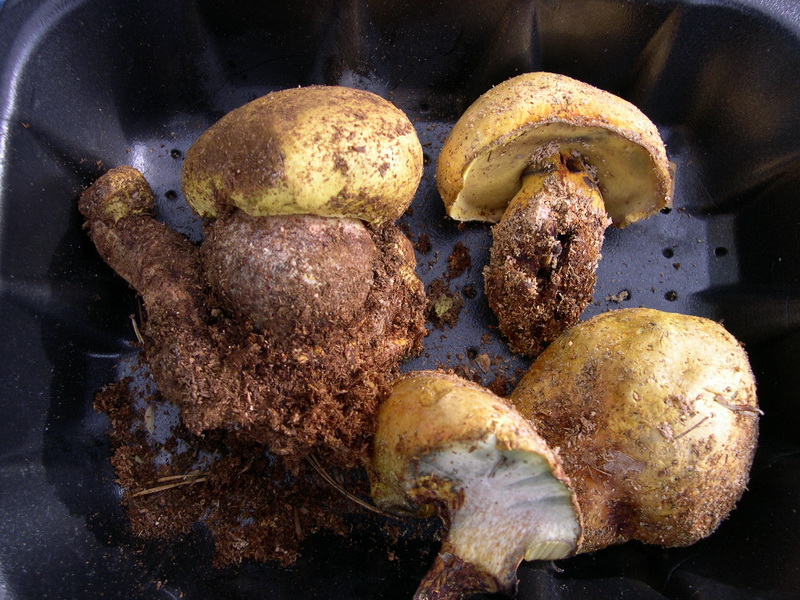 Boletus x2.JPG