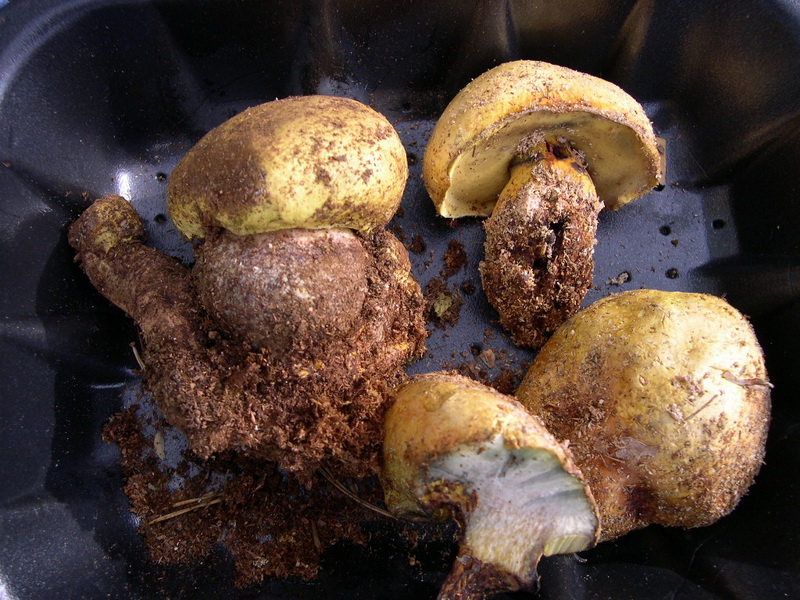 Boletus x5.JPG