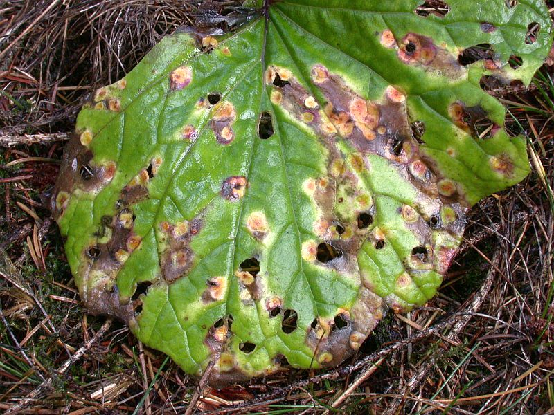 puccinia poarum Niels.s.str. auf Tussilago farfara 2.jpg