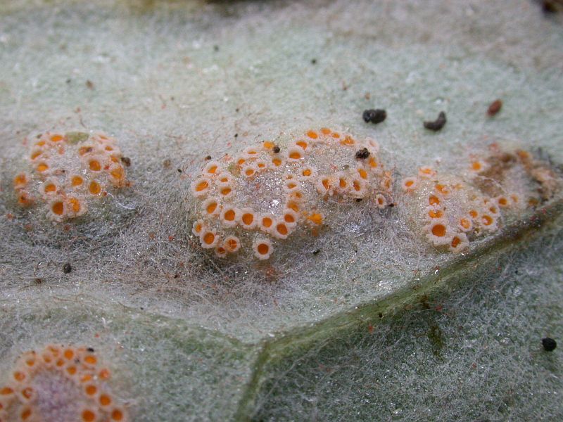 puccinia poarum Niels.s.str. auf Tussilago farfara 1.jpg