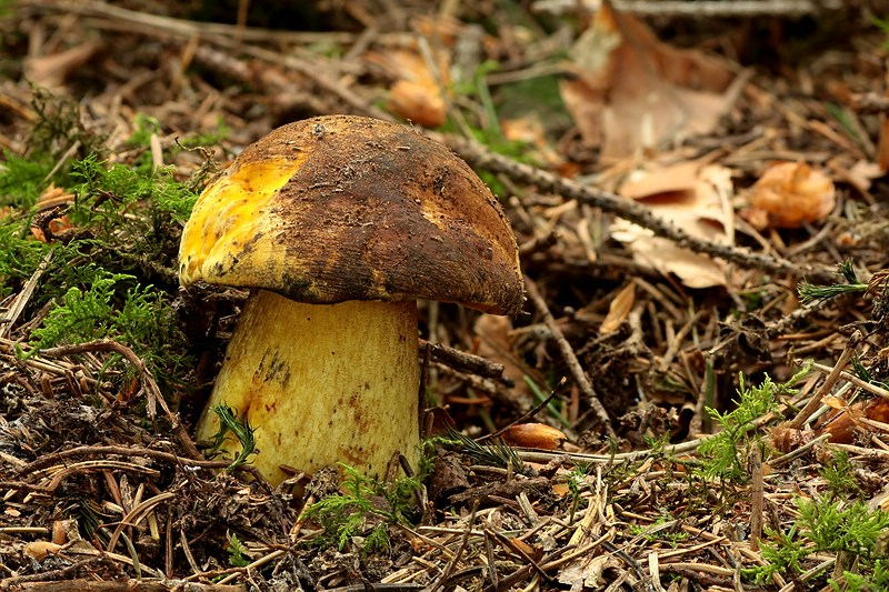 Forum-2010.06.12 Gelber Hexenröhrling (Boletus erythropus var. junquilleus).jpg