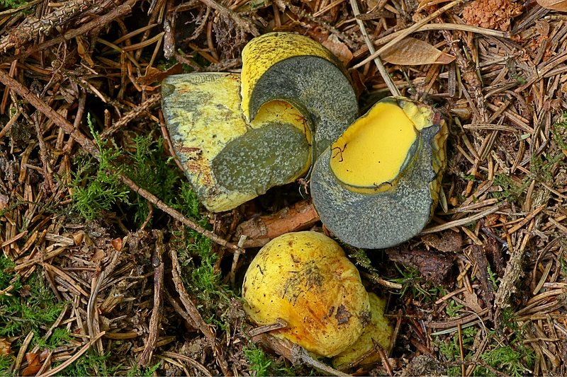 Forum-2010.06.10 Gelber Hexenröhrling (Boletus erythropus var. junquilleus) - Mix.jpg