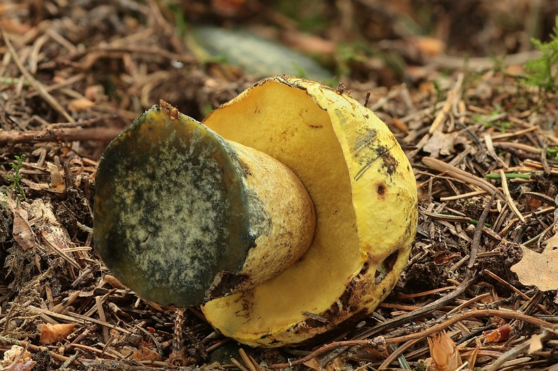 Forum-2010.06.12 Gelber Hexenröhrling (Boletus erythropus var. junquilleus) - Ansicht von unten.jpg