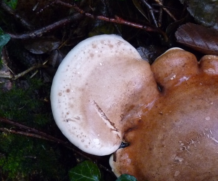 P1030862 scal 725 red .JPG