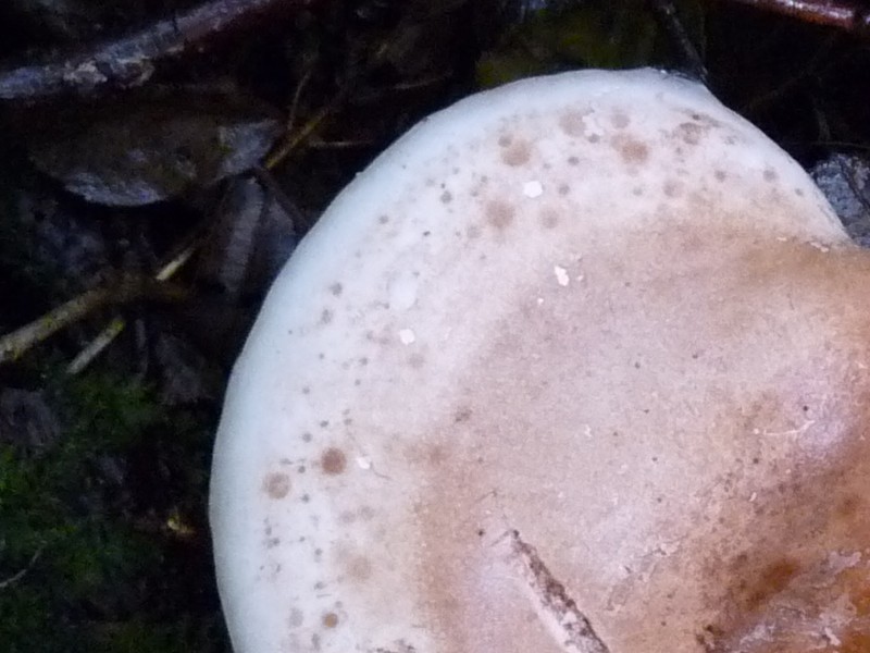 P1030862 Ausschnitt 800 .JPG