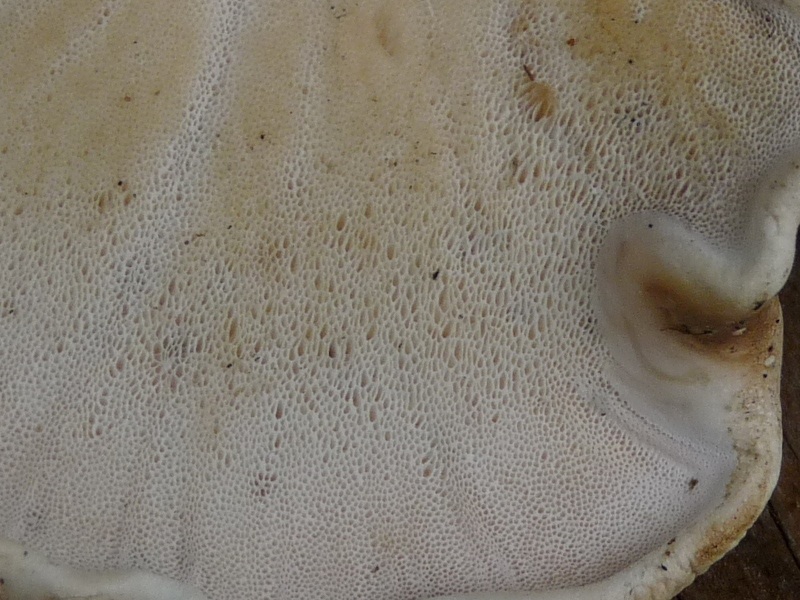 P1030858 Ausschnitt 800 red .JPG