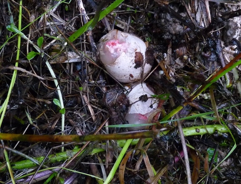 P1030816 scal 800 red .JPG