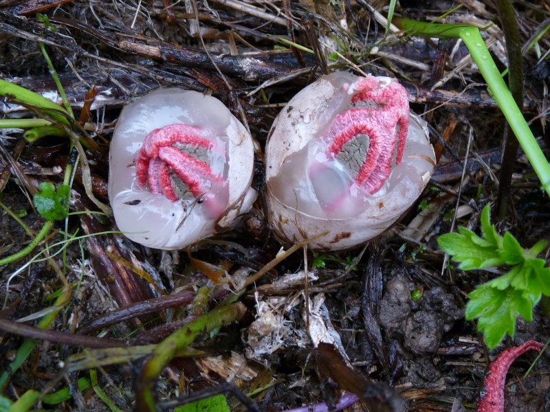 P1030826 scal 800 red .JPG