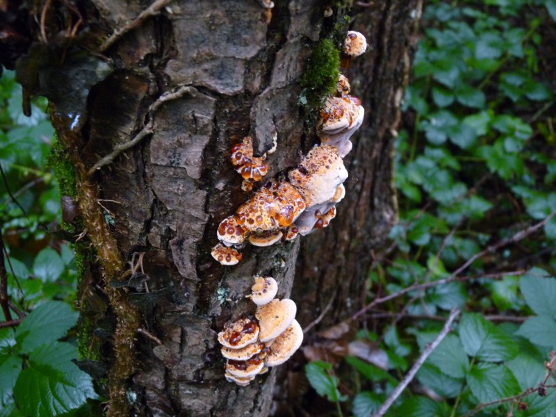 P1030866 Bernstein Totale 800 .JPG