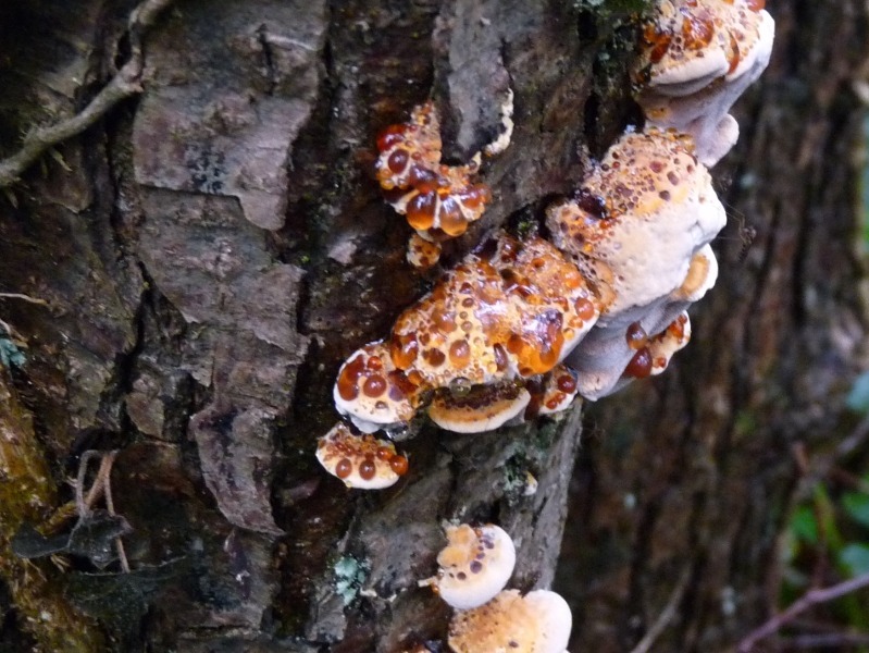 P1030866 Bernstein Ausschnitt 799 red .JPG