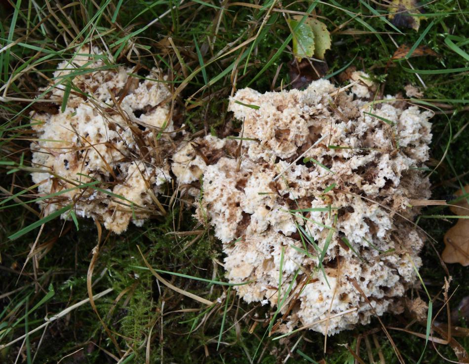 Pilz 1_3000x2329_950x738.jpg