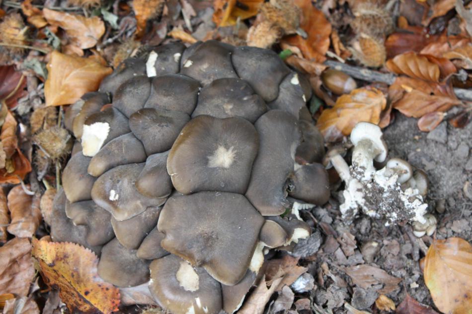 Pilz 2_3000x2000_950x633.jpg