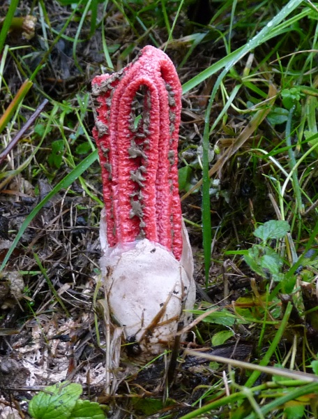 P1030812 scal 800 .JPG