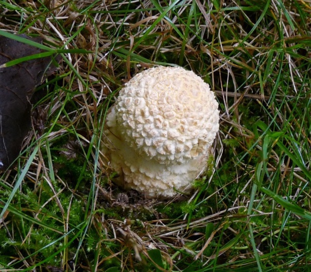 Igelfisch, Warzenkugel .JPG