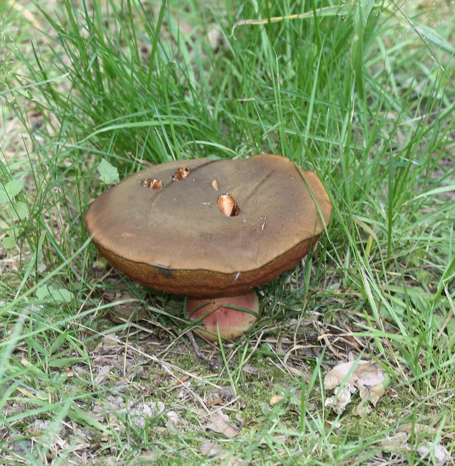 Evtl. ein Anhängselröhrling?