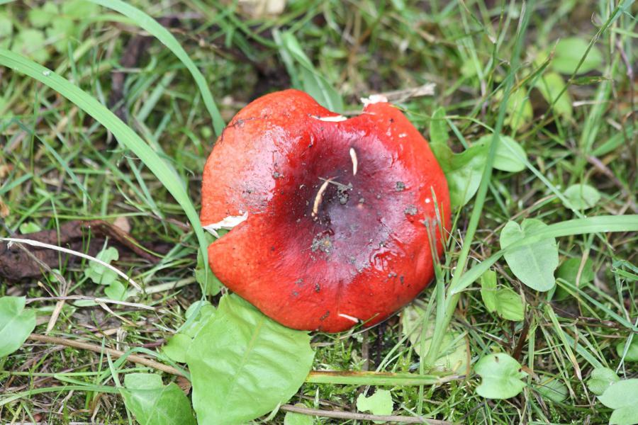 Ein schöner roter Pilz.
