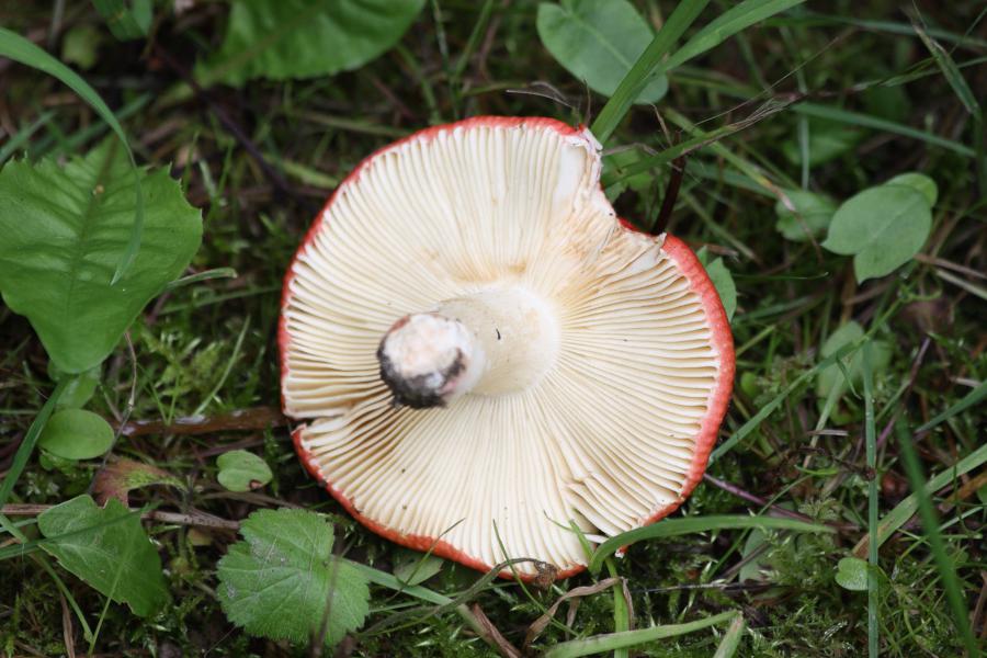 Und die Unterseite des roten Pilzes.