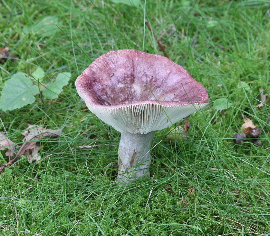 zeigt ebenfalls Pilz Nr. 5