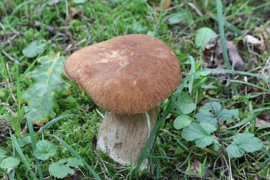 Steinpilzähnlich, stand völlig frei im Rasen.