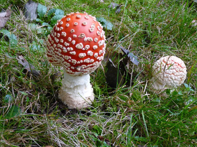 P1030928 FP Paar scal 800 red .JPG