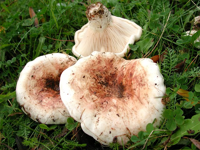 Rosascheckiger_Milchling.jpg