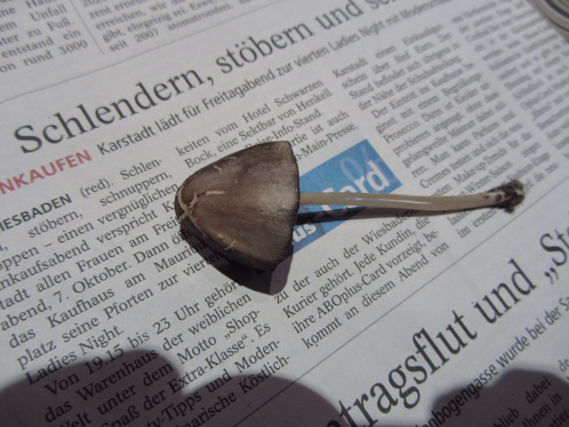 Pilzbilder Oktober 11 160.jpg
