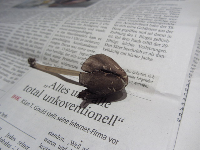 Pilzbilder Oktober 11 164.jpg