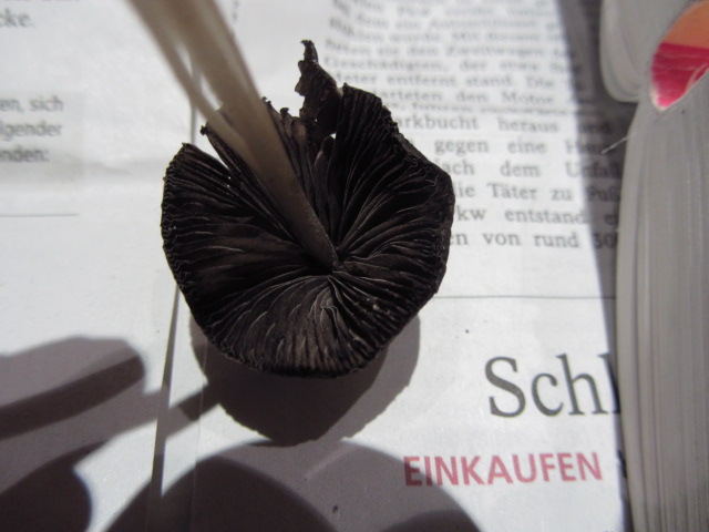 Pilzbilder Oktober 11 162.jpg