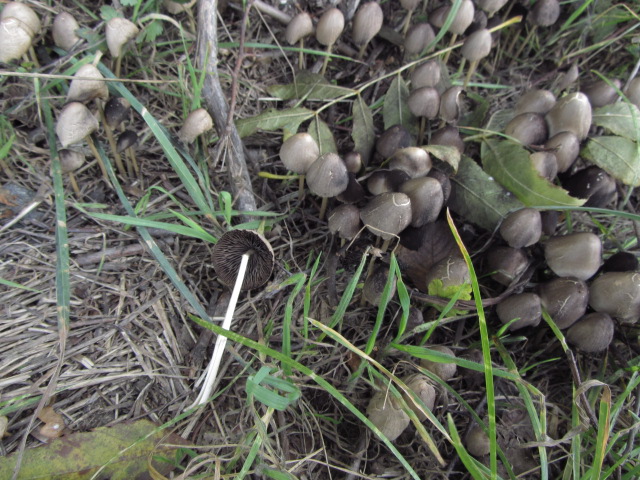 Pilzbilder Oktober 11 167.jpg