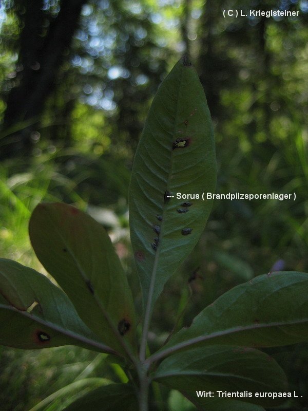 4-Urocystis trientalis -1.6.1.3.3.82a-LK.JPG